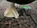 Agaricus nanaugustus image