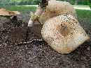 Agaricus nanaugustus image