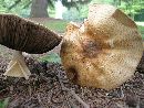 Agaricus nanaugustus image