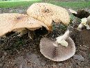 Agaricus nanaugustus image