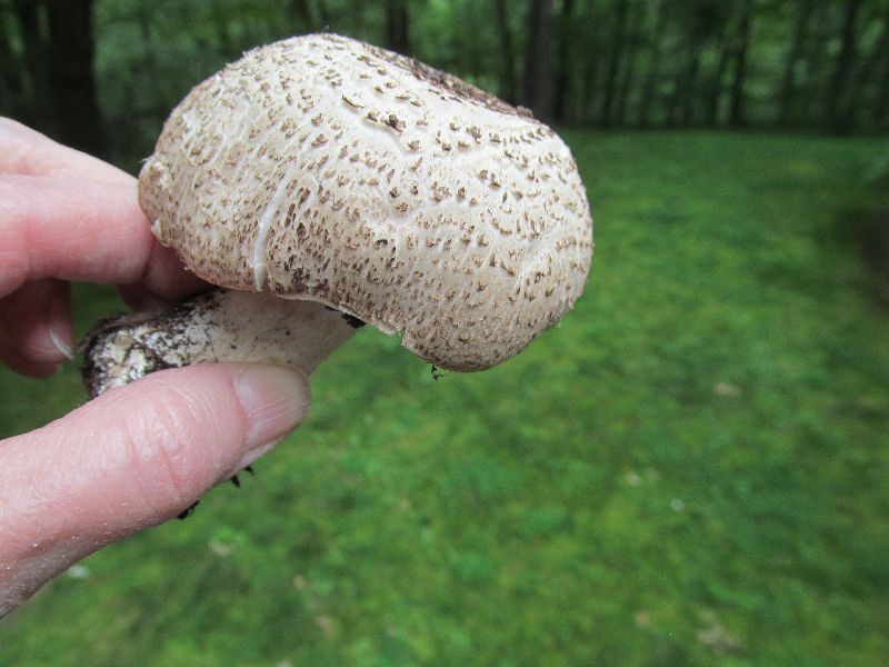Agaricus kriegeri image