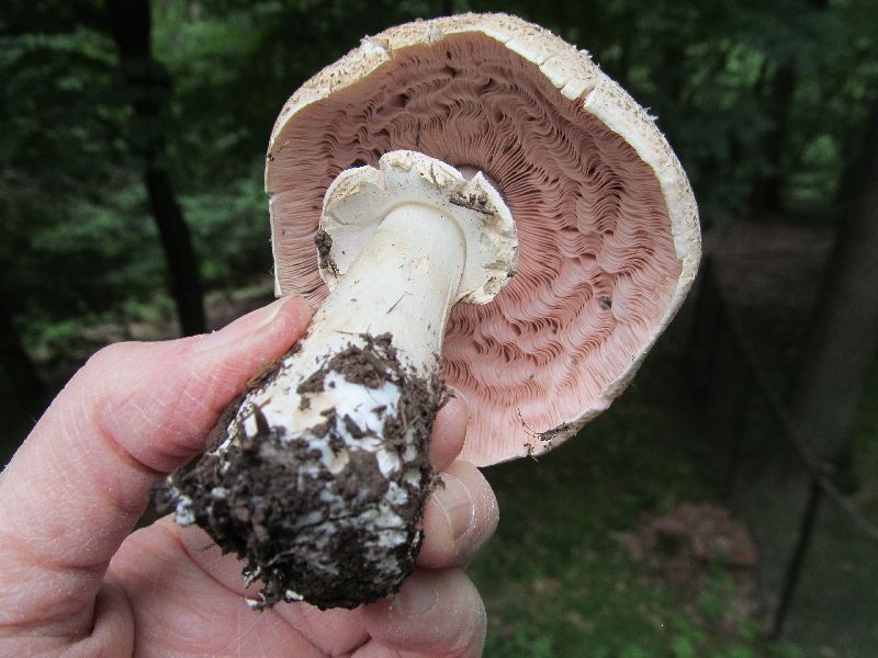 Agaricus kriegeri image