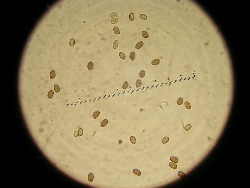 Agaricus kriegeri image