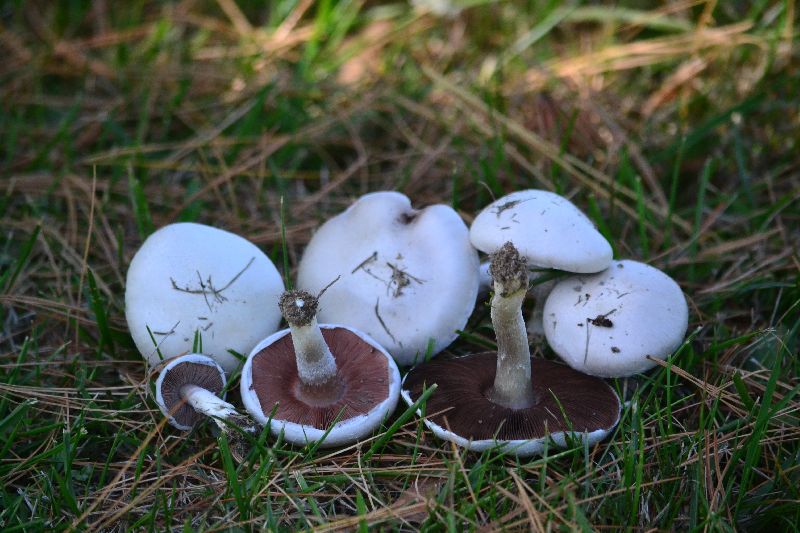 Agaricus argenteus image