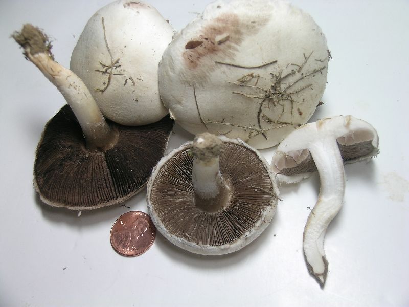 Agaricus argenteus image