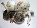 Agaricus argenteus image