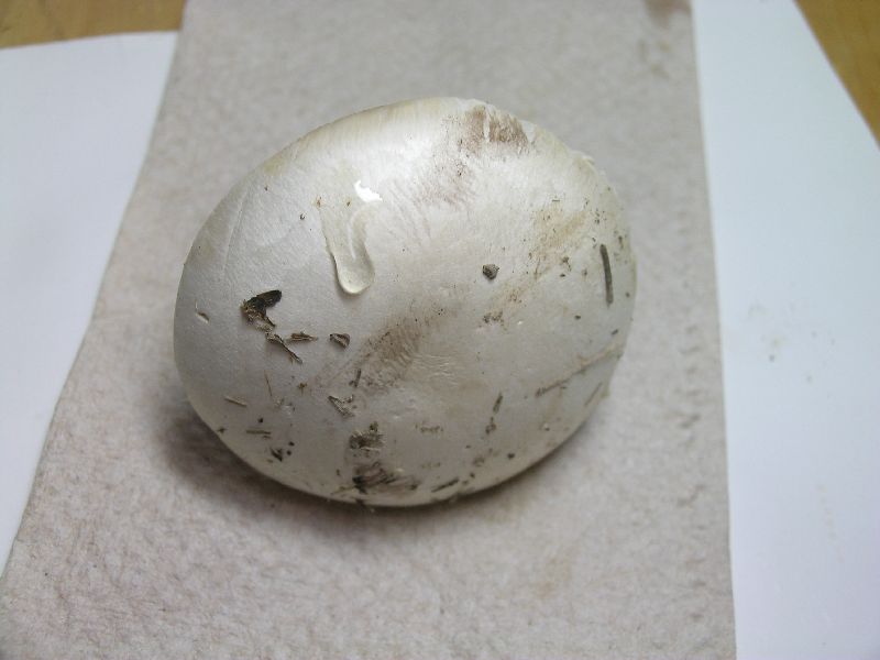 Agaricus argenteus image