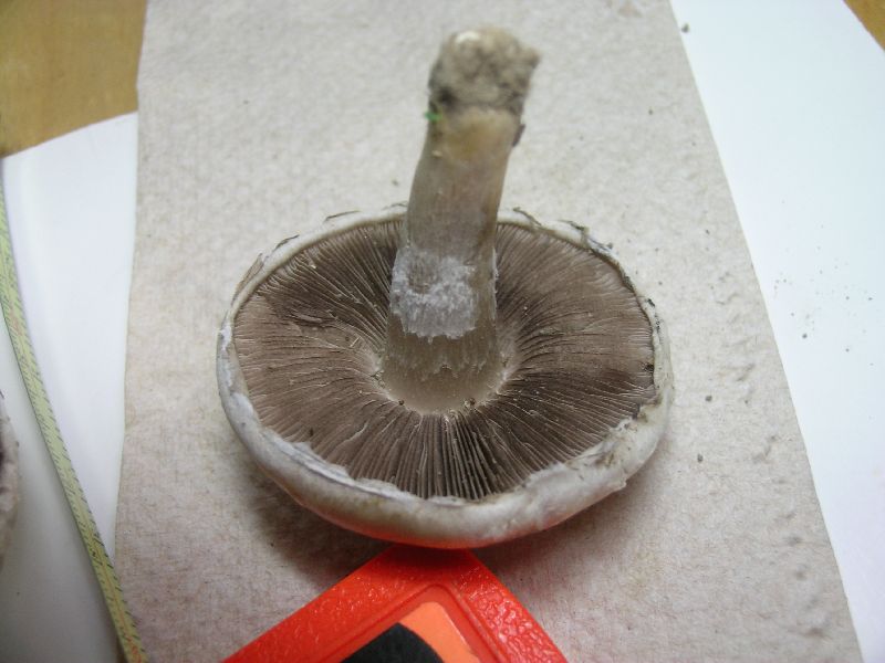 Agaricus argenteus image