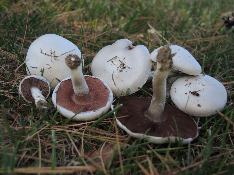 Agaricus argenteus image