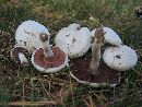 Agaricus argenteus image