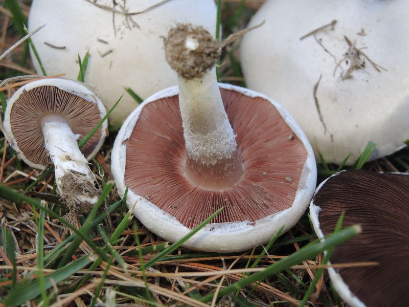 Agaricus argenteus image