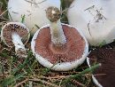 Agaricus argenteus image