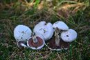 Agaricus argenteus image