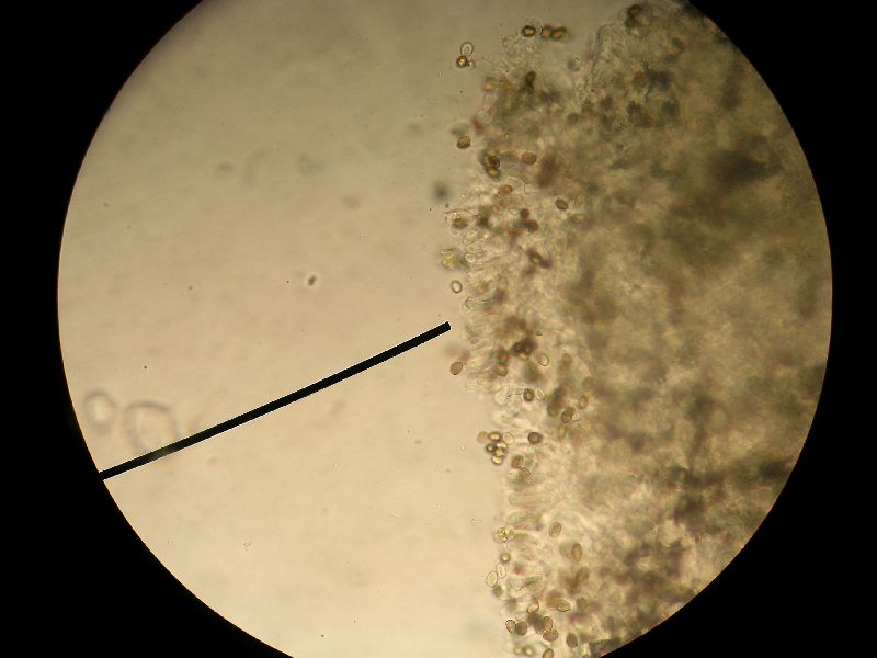 Agaricus argenteus image