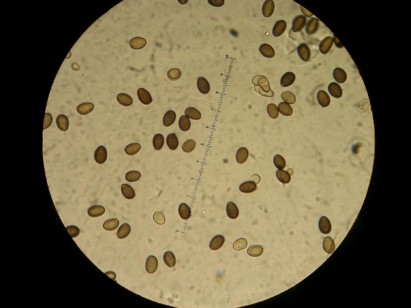 Agaricus argenteus image