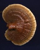 Ganoderma sessile image