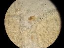 Ganoderma sessile image