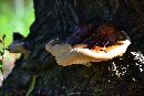 Ganoderma sessile image