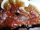 Ganoderma sessile image