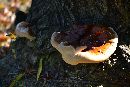 Ganoderma sessile image