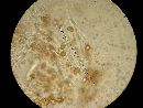Ganoderma sessile image