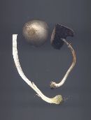 Agaricus leptocaulis image