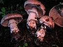 Agaricus brunneofibrillosus image