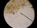 Agaricus brunneofibrillosus image