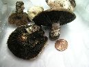 Agaricus bitorquis image