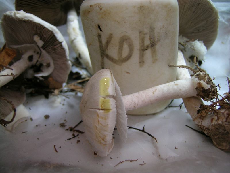 Agaricus reducibulbus image
