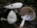 Agaricus reducibulbus image