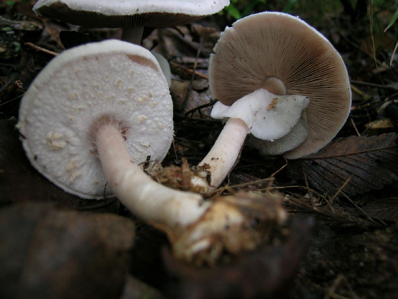 Agaricus reducibulbus image
