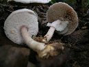 Agaricus reducibulbus image