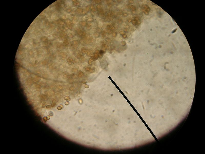 Agaricus reducibulbus image