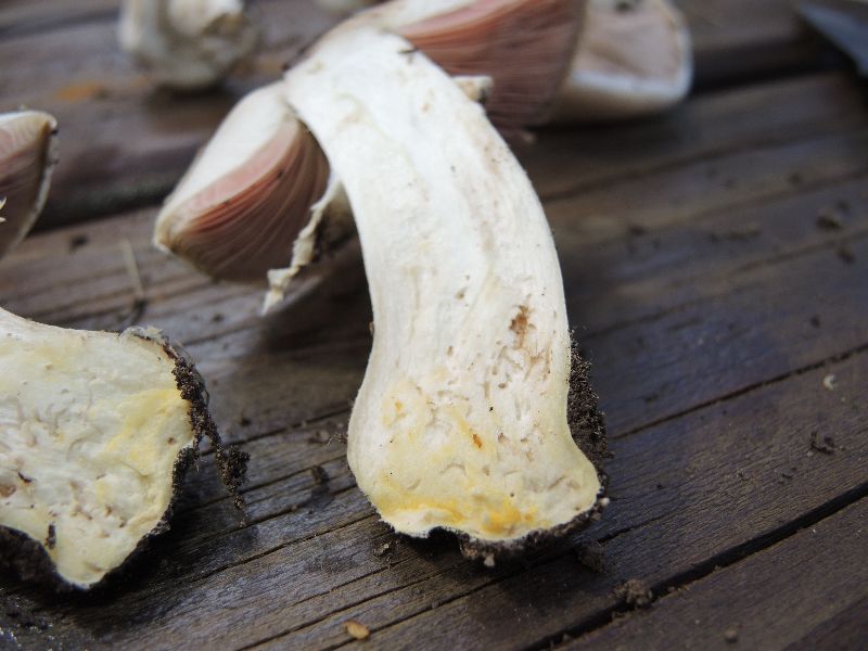 Agaricus malangelus image