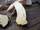 Agaricus malangelus image