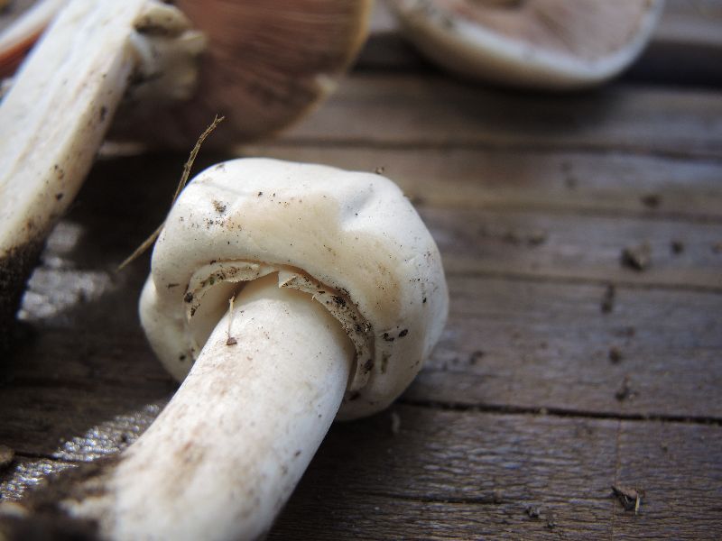 Agaricus malangelus image