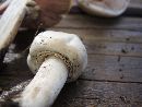 Agaricus malangelus image