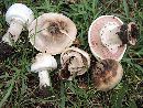 Agaricus malangelus image