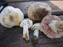 Agaricus malangelus image