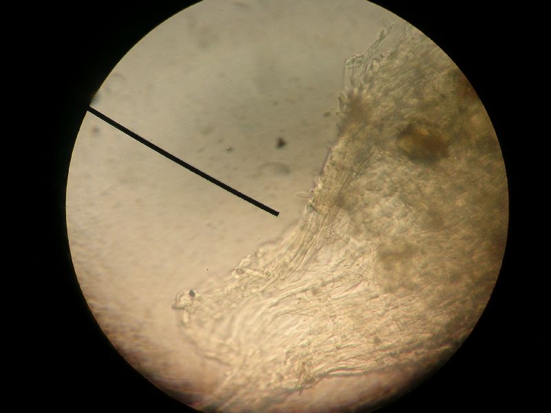 Agaricus malangelus image
