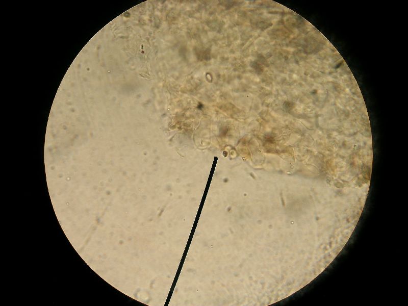 Agaricus malangelus image