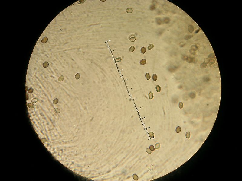 Agaricus malangelus image