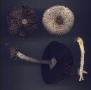 Agaricus placomyces image