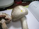 Agaricus placomyces image