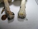 Agaricus placomyces image