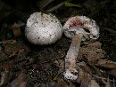 Agaricus placomyces image