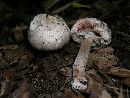 Agaricus placomyces image