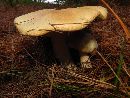 Agaricus arvensis image