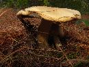 Agaricus arvensis image